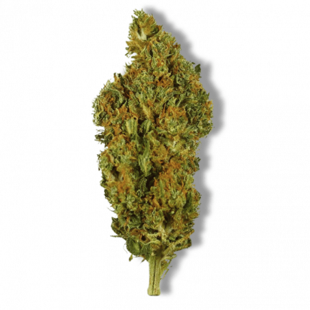 Fleur CBD Sherbet | 11% | Fleur CBD Sherbet | 11% |