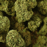 Fleur CBD Bubblegum | 16% | Fleur CBD Bubblegum | 16% |