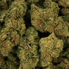 Fleur CBD Lemon Haze | 4% | Fleur CBD Lemon Haze | 4% |