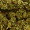 Fleur CBD Sherbet | 11% | Fleur CBD Sherbet | 11% |