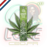 Bâtons d'encens Dry Cannabis Leaves x15 | Multitrance Bâtons d'encens Dry Cannabis Leaves x15 | Multitrance