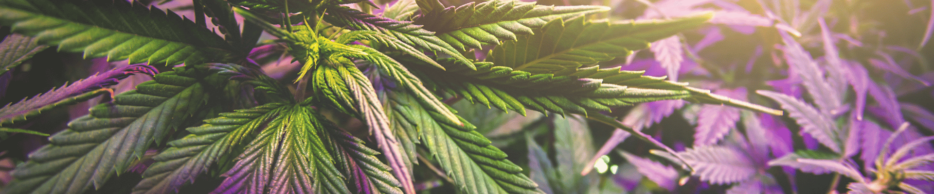 Encens et bougies One Love CBD